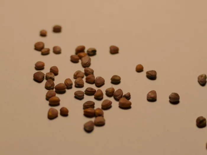 Radieschen Riesenbutter (50 Korn) – Naturgarten-Samen